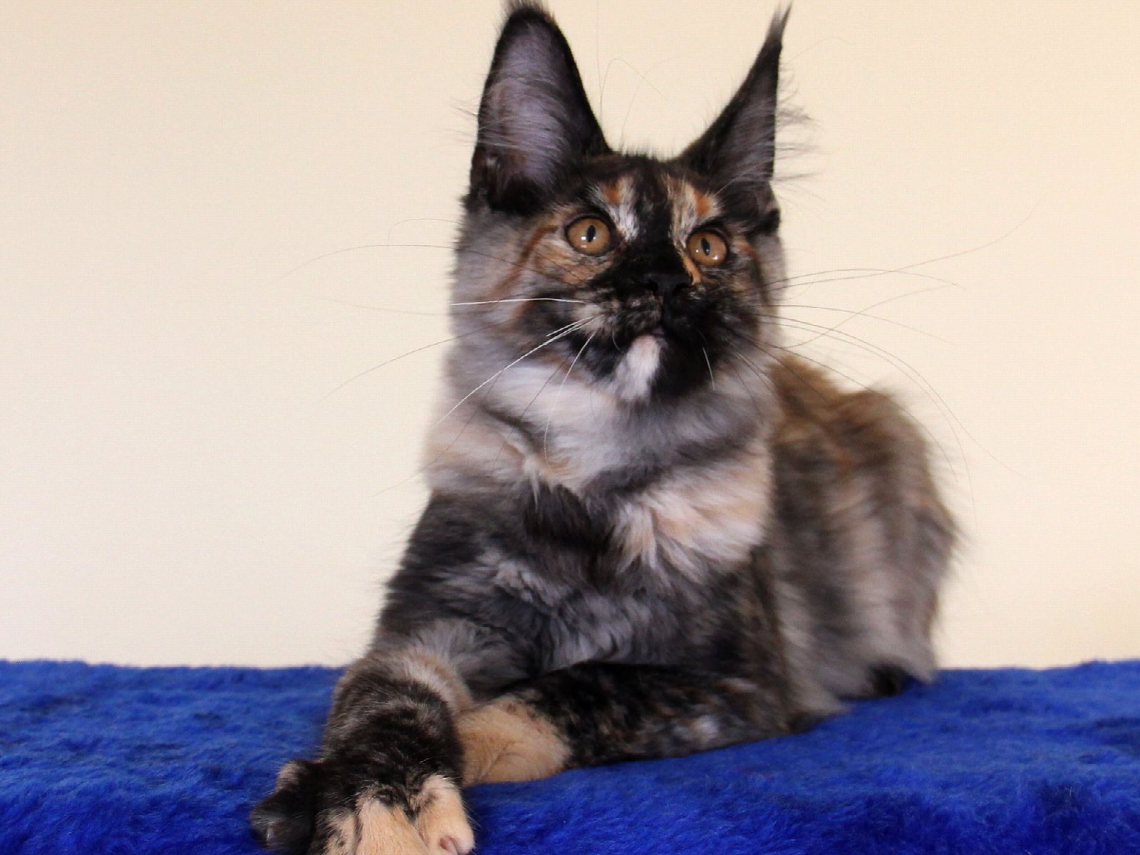 Alisa, фото 2