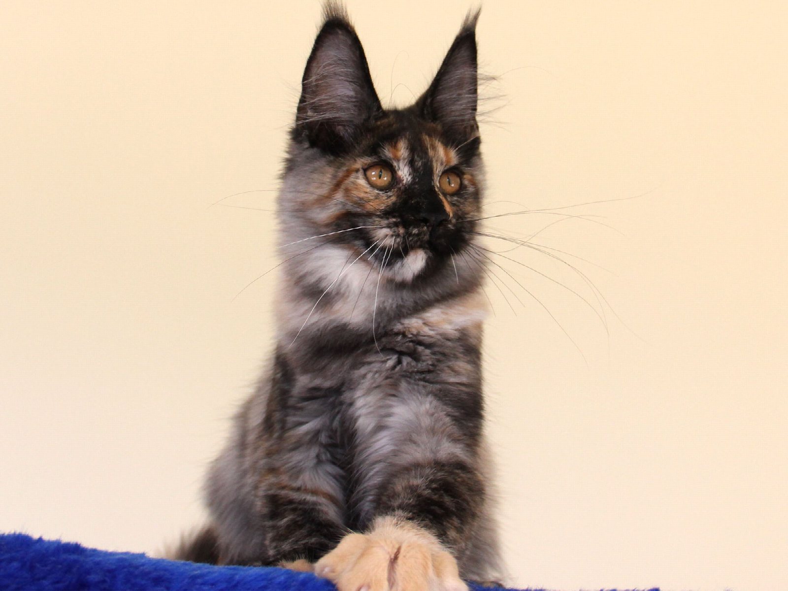 Alisa, фото 4