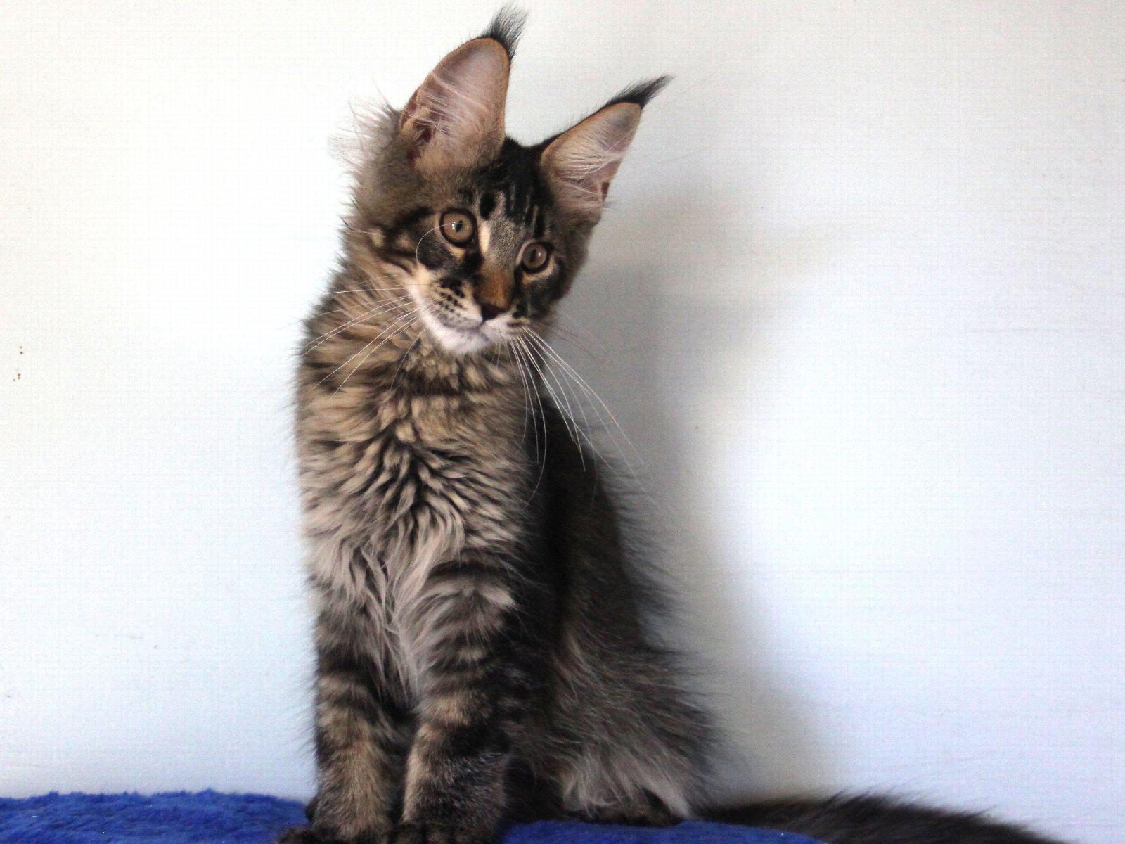 Elias, фото 2