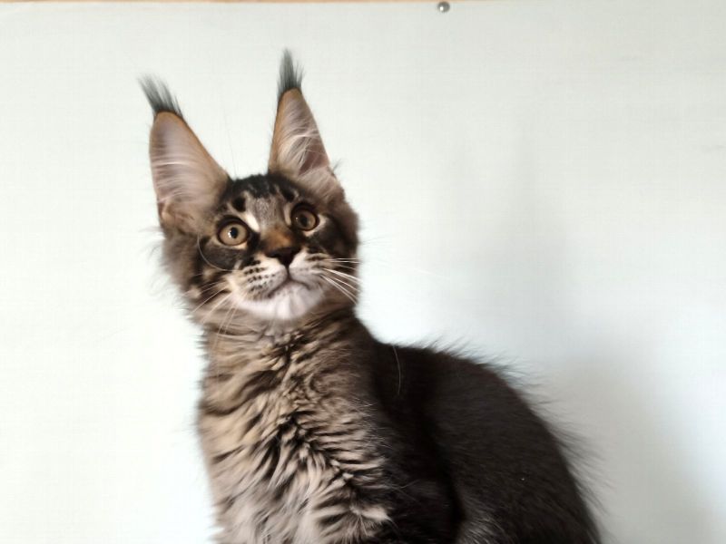 Elias, фото 4