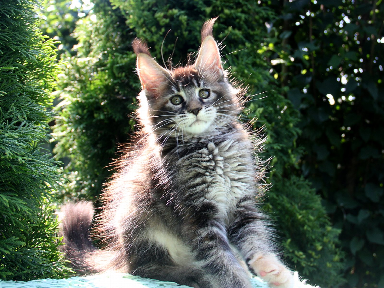Emily, фото 4