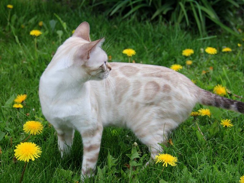 Bengmontero Bastet, фото 3