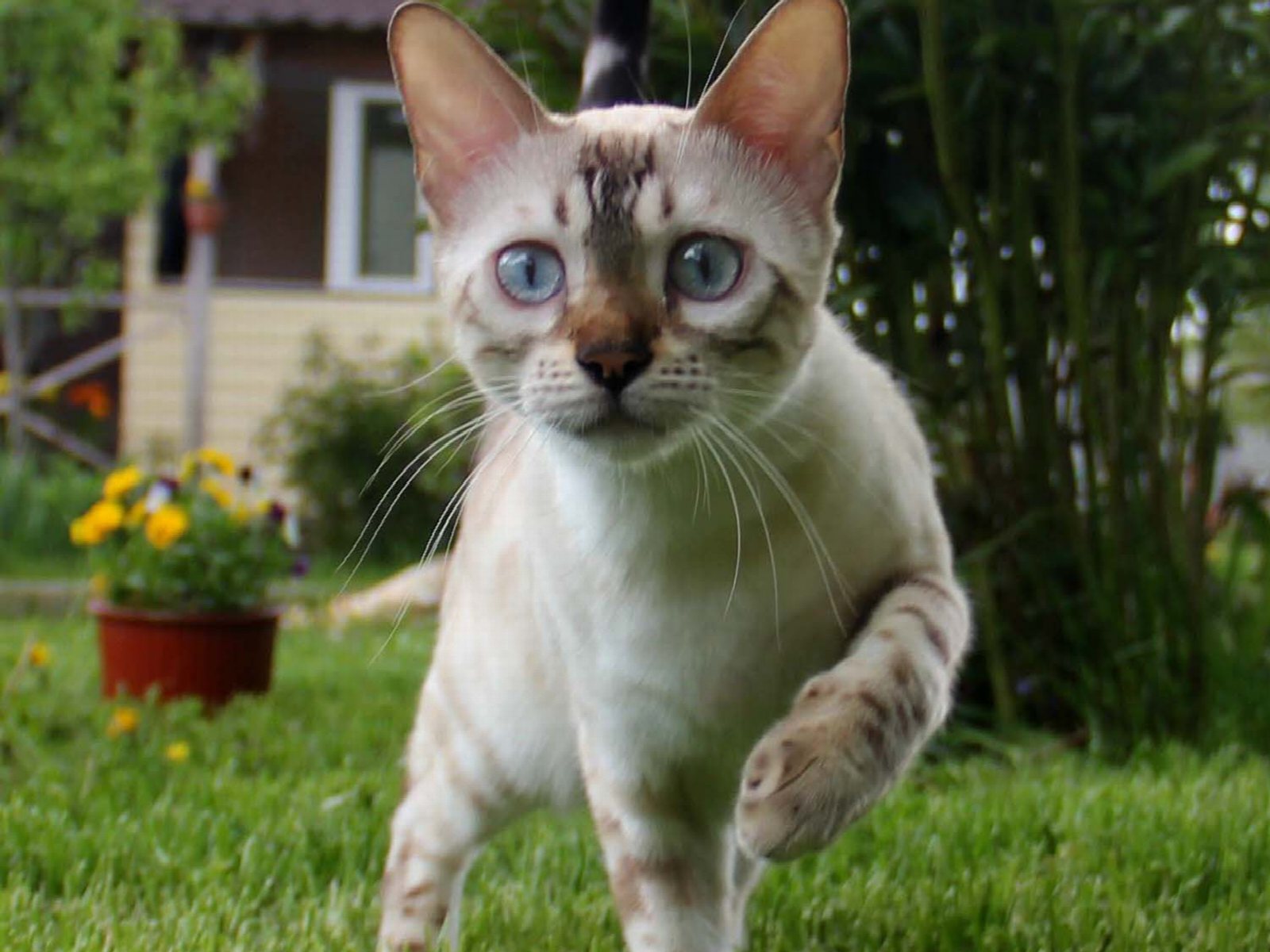 Bengmontero Bastet, главное фото