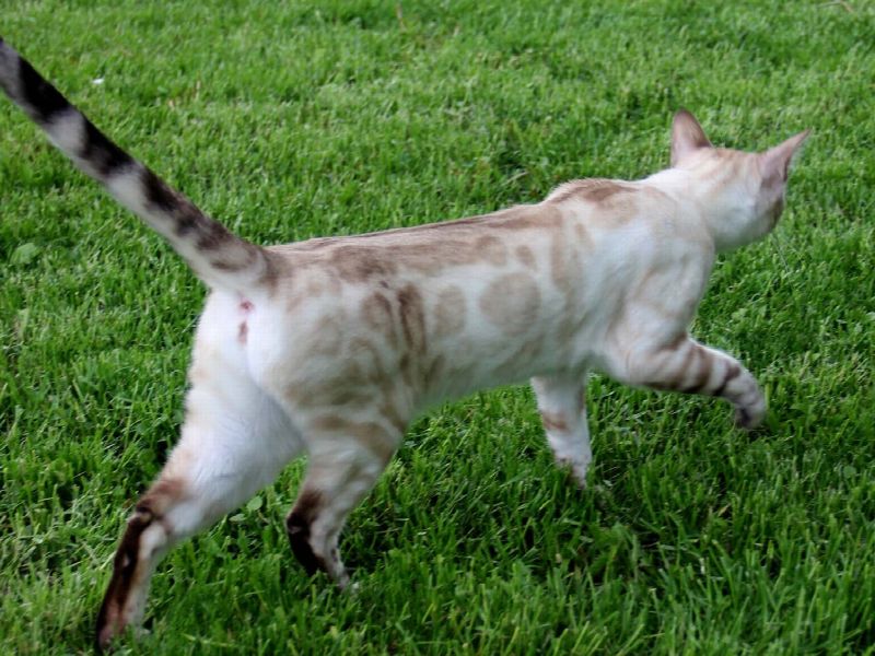 Bengmontero Bastet, фото 2