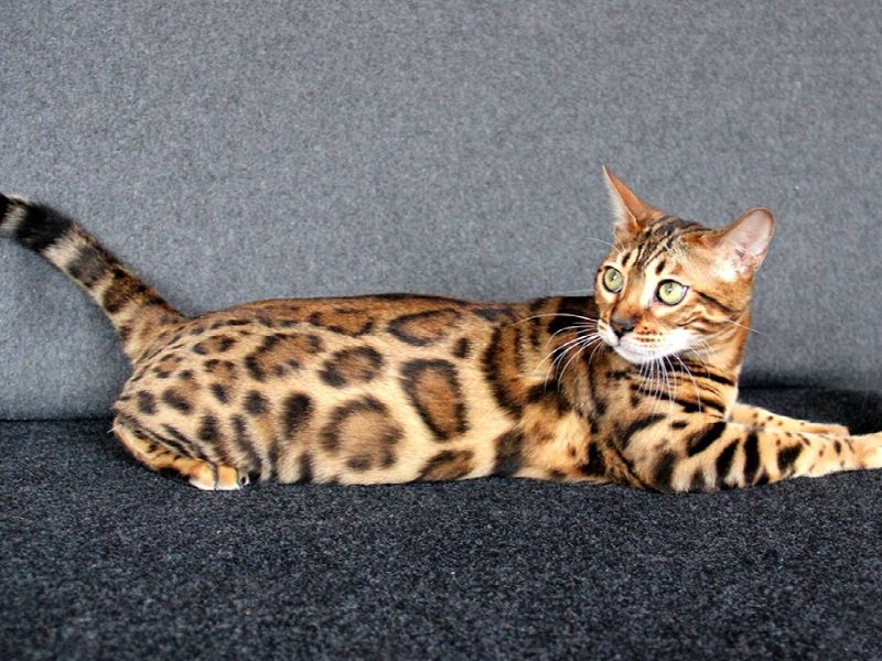 Bengmontero Lilu