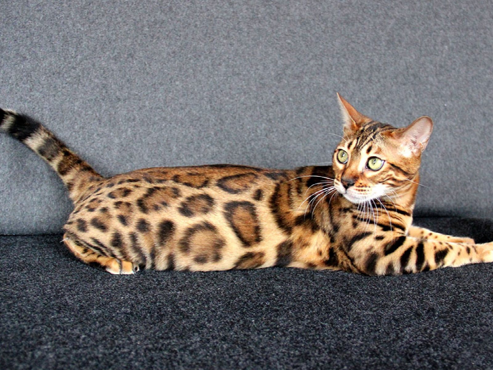 Bengmontero Lilu