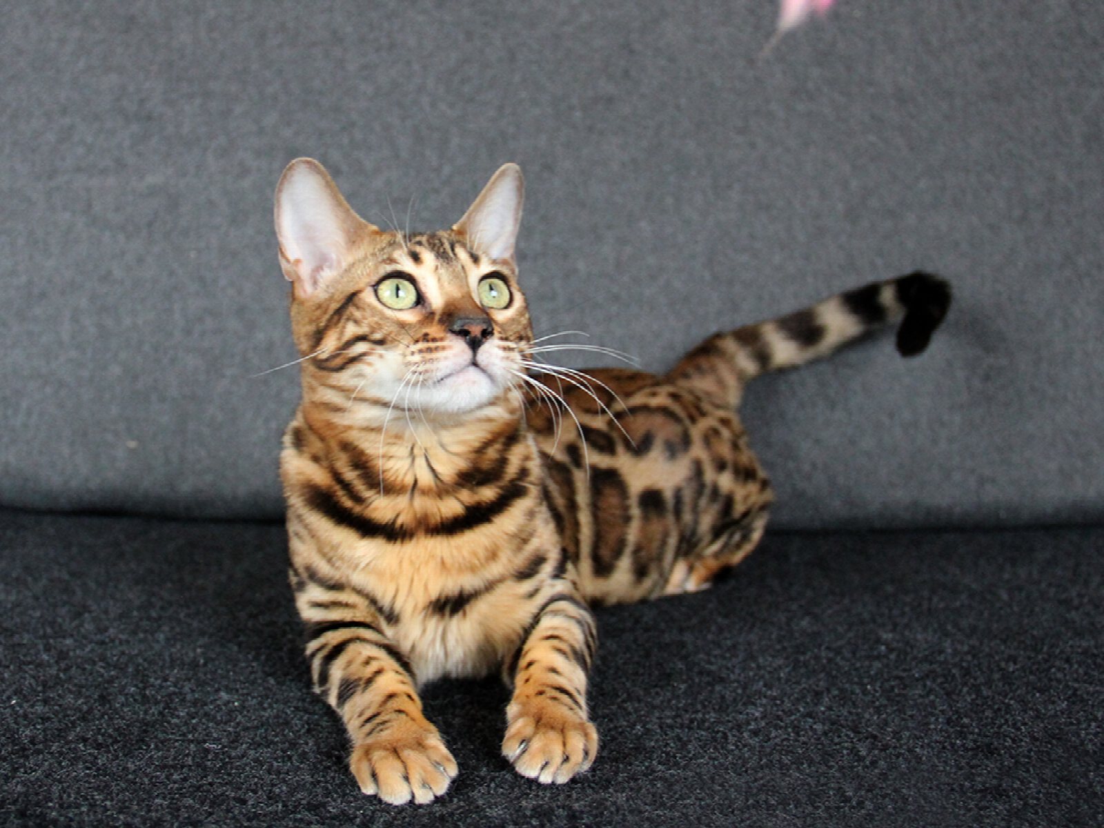 Bengmontero Lilu, фото 3