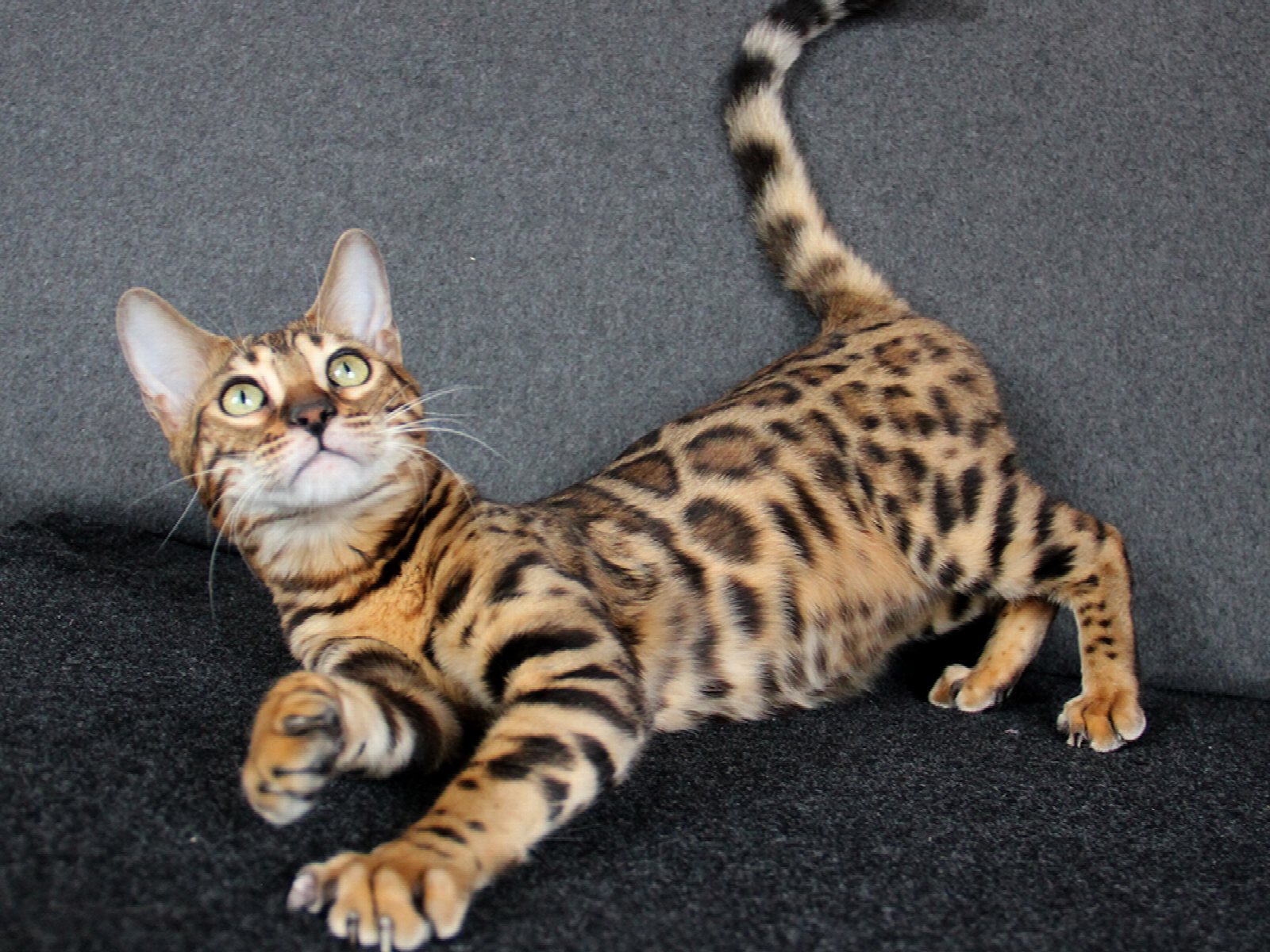 Bengmontero Lilu, фото 2