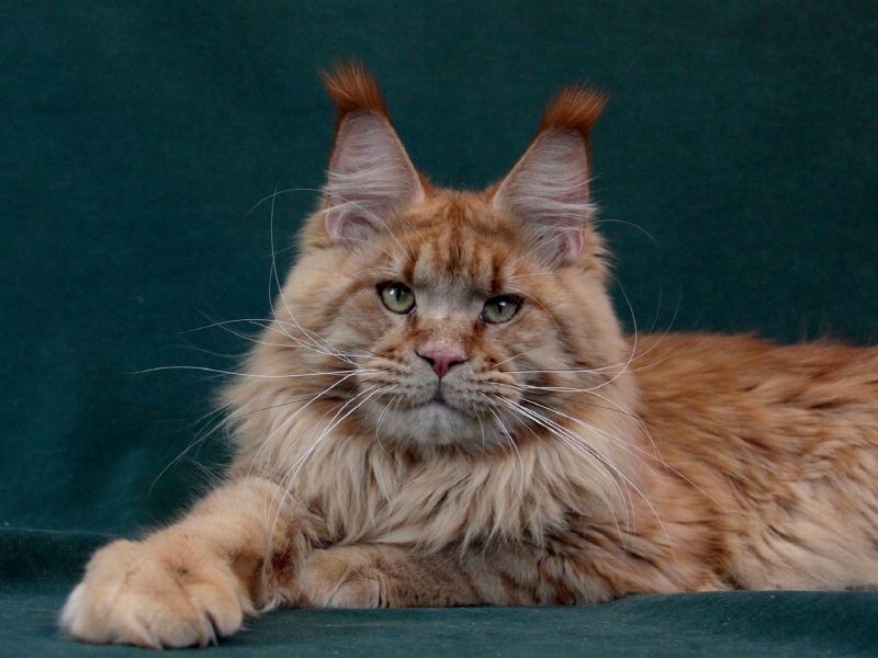Magnificent Charm