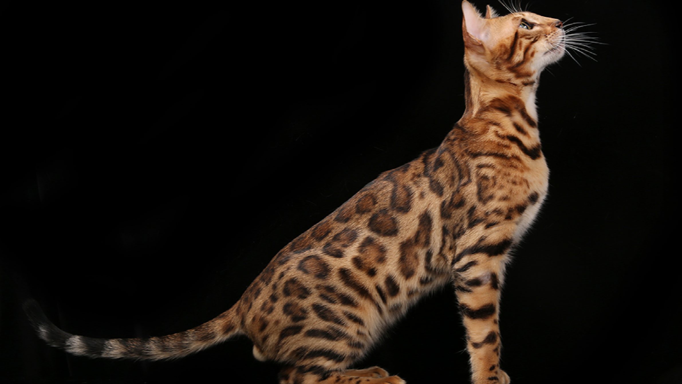 Бенгальская кошка